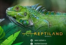 Săptămâna Verde și  Școala Altfel la Reptiland București – Aventuri în Jungla Tropicală scoala altfel saptamana verde reptiland