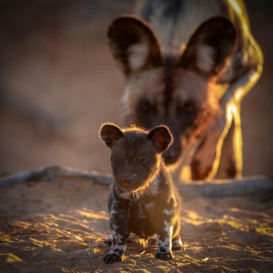 African wild dog puppy with adult, Kalahari Desert