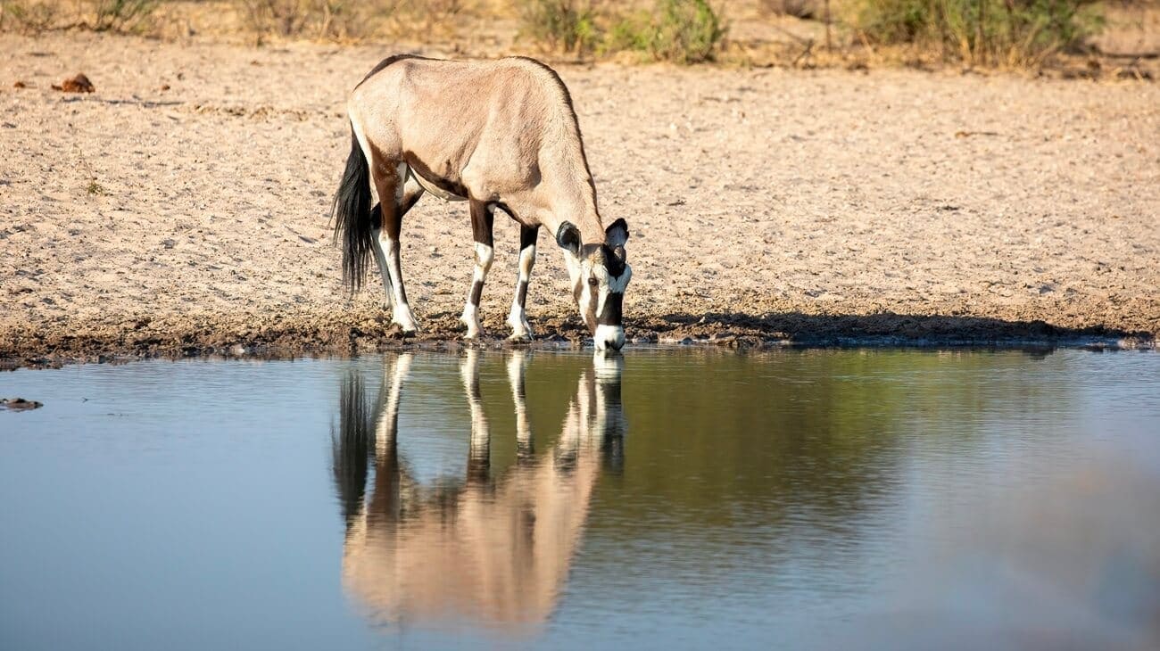 interesting gemsbok without horns at working with wildlife Gemsbok (Oryx) without horns at Khamab Kalahari Reserve