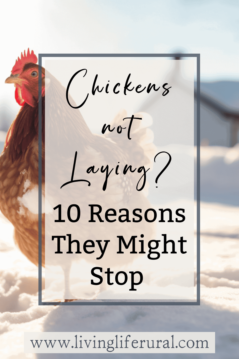 Image of red chicken in the snow with text overlay: chickens not laying? 10 Reasons they might stop