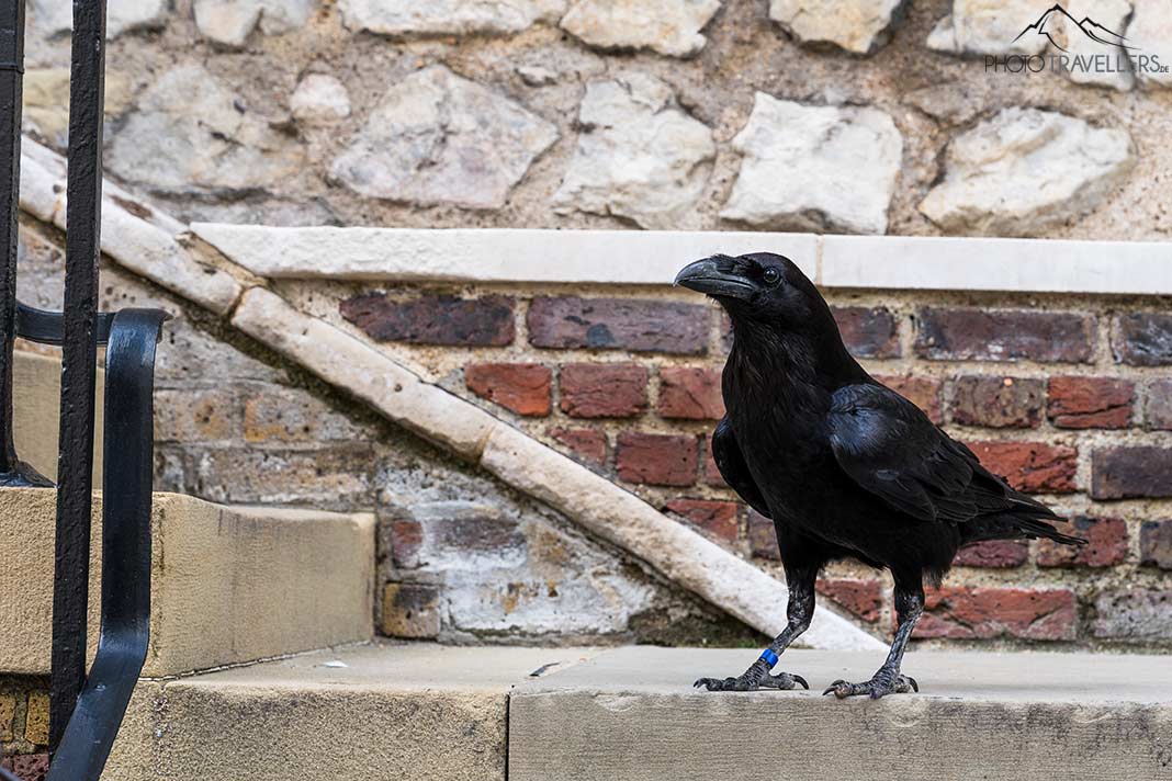Rabe im Tower of London