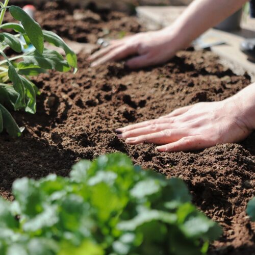 Klimafreundliche Blumenerde für den Garten