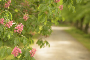 Hochzeitslocation Haus Runde 6 Ein Zweig mit grünen Blättern und rosa Blüten hängt über einem verschwommenen Pfad – perfekt für freie Trauungen oder Firmenveranstaltungen.