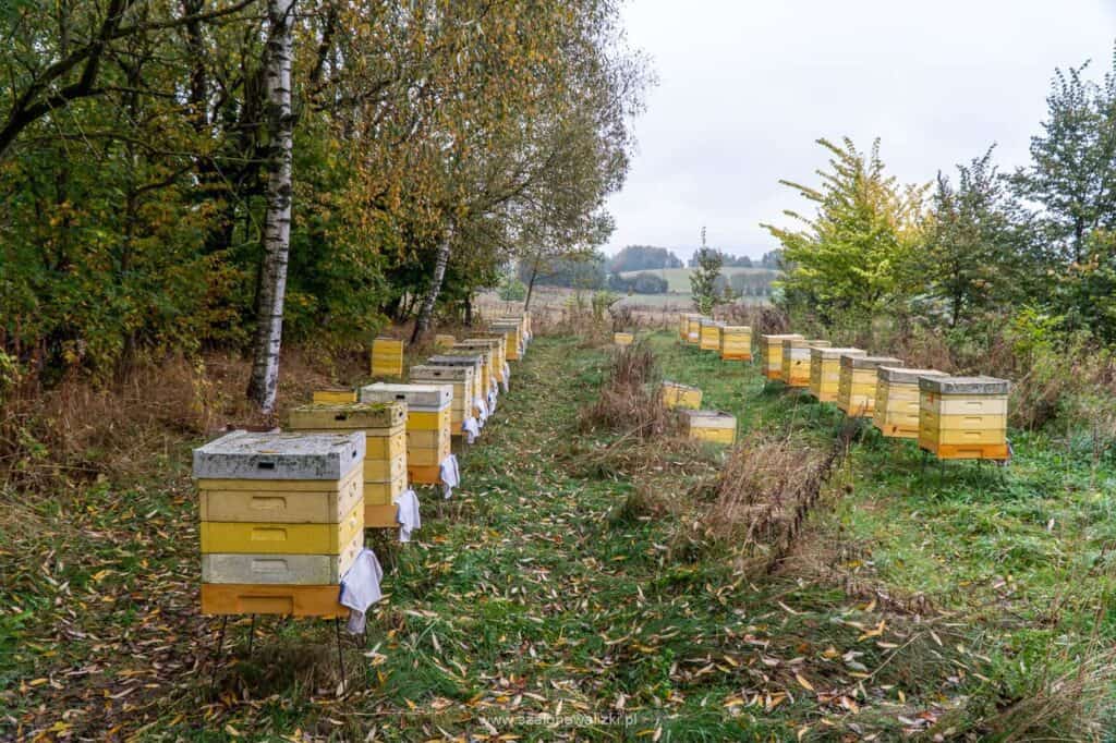 gospodarstwo pasieczne wiosna