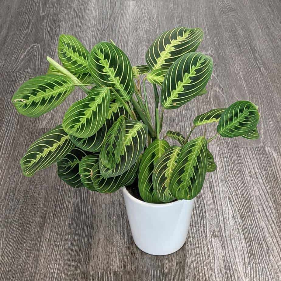 prayer plant