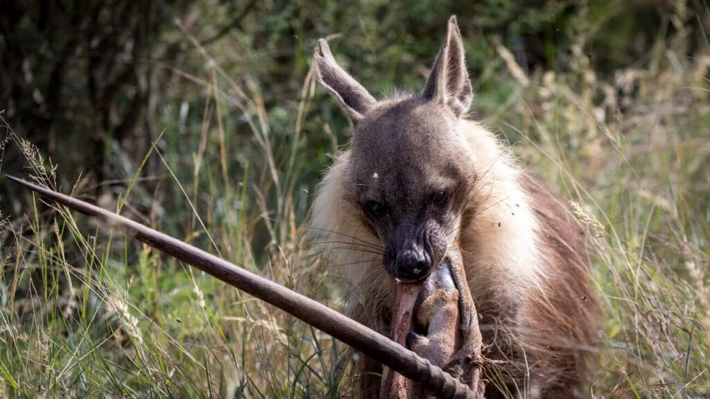 kalahari-brown-hyena-oryx Brown hyena with an oryx kill, Kalahari Reserve