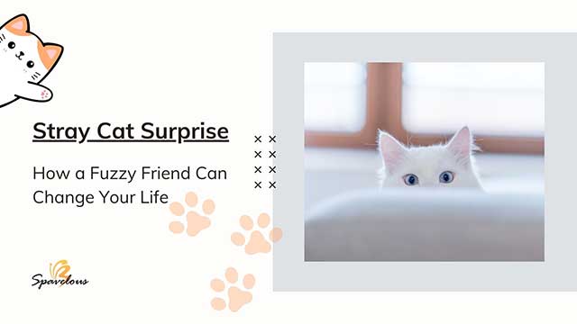 STRAY CAT SURPRISE: HOW A FUZZY FRIEND CAN CHANGE YOUR LIFE 3 spiritual meanings behind from visit of a stray cat