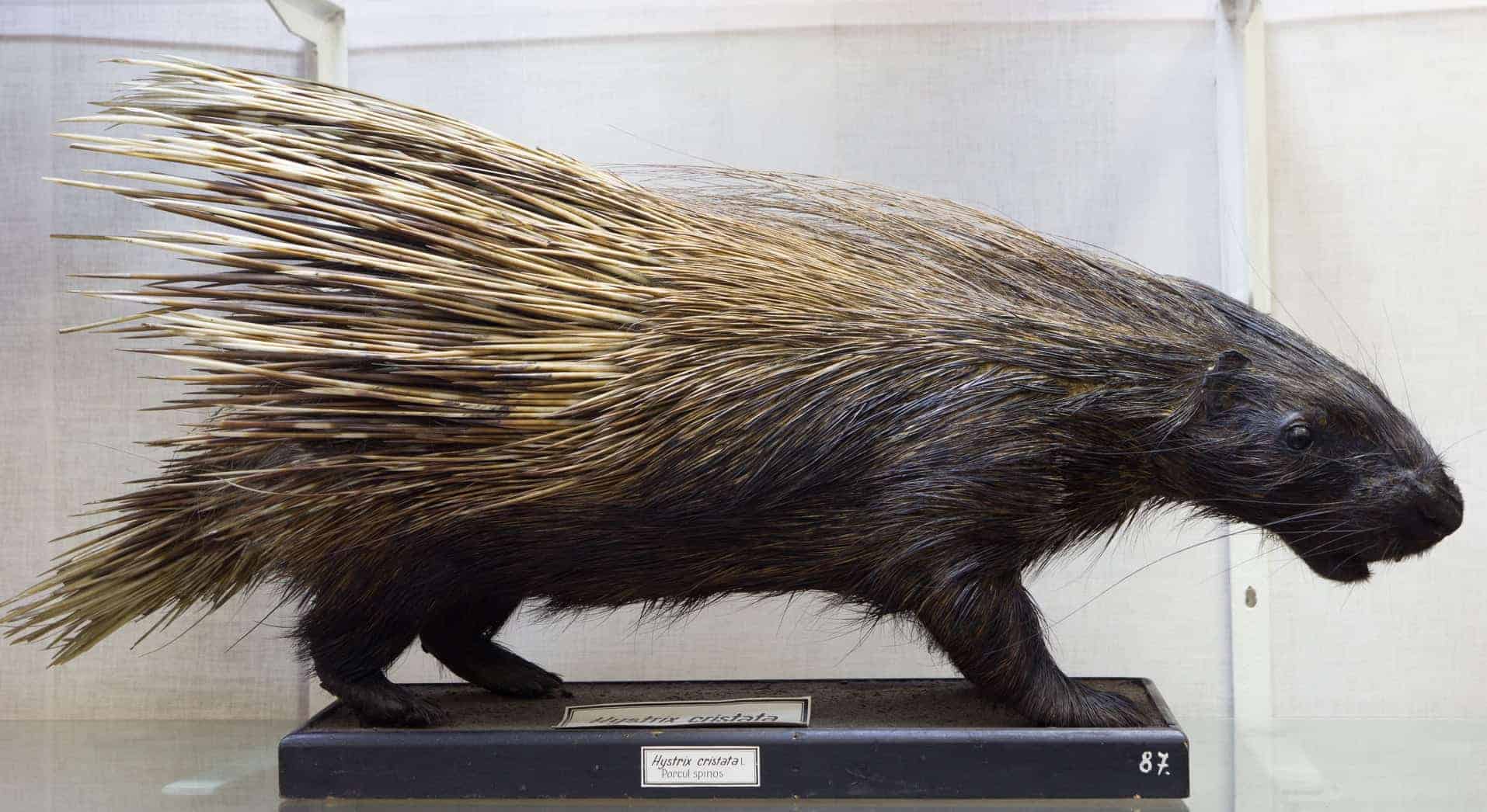 muzeul zoologic cluj-napoca porcul spinos