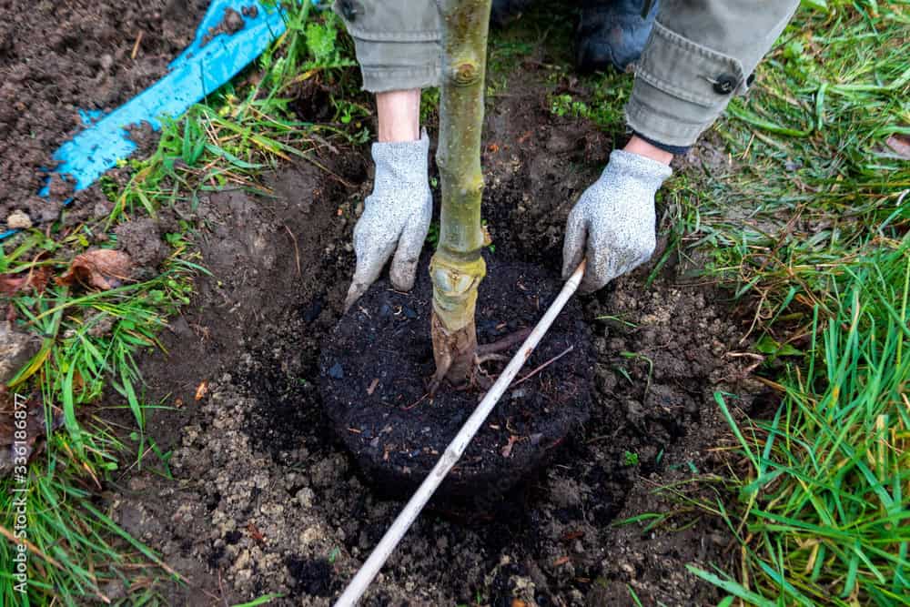 Man planting a tree