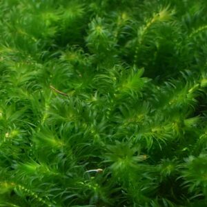 kirschlorbeer pilzmittel Kirschlorbeer Dünger von Flora Boost main image 1
