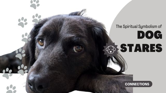 THE SPIRITUAL SYMBOLISM OF DOG STARES: MORE THAN JUST LOVE? 3 more than just love and deeper soul connections