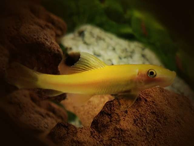 Siamesische Saugschmerle Gyrinocheilus aymonieri gold