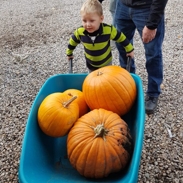 kid carrying pumpkins kid carrying pumpkins