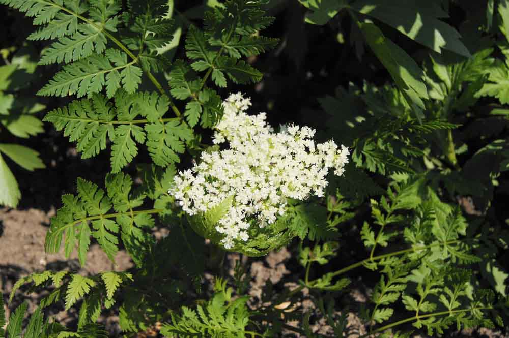 Kräuter Süßdolde-web