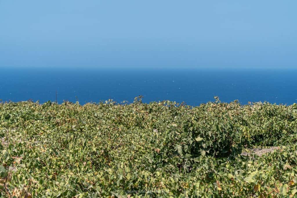 greckie wina santorini