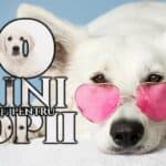 20 Câini Potriviți pentru Familii cu Copii. Cum Alegem Cățelul Ideal pentru Copii 20 CAINI potriviti pentru familii cu copii