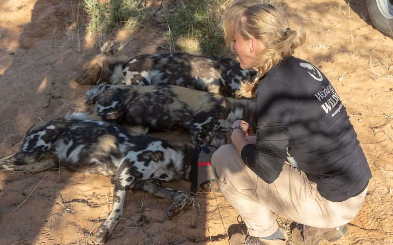 Painted dogs having been darted by veterinarians before being relocated to another reserve