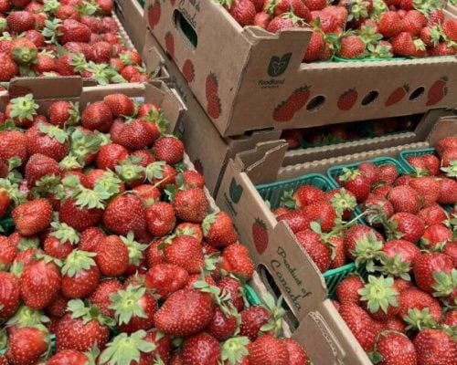 strawberries picking farm strawberries picking