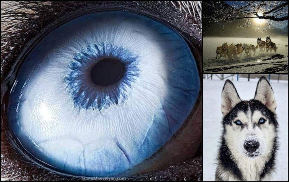 ochi de caine husky gokid