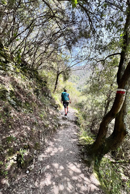 Biggi wandert dem Höhenweg zwischen Bäumen