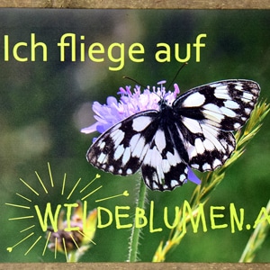 Auto-Magnettafel A5 Schmetterling