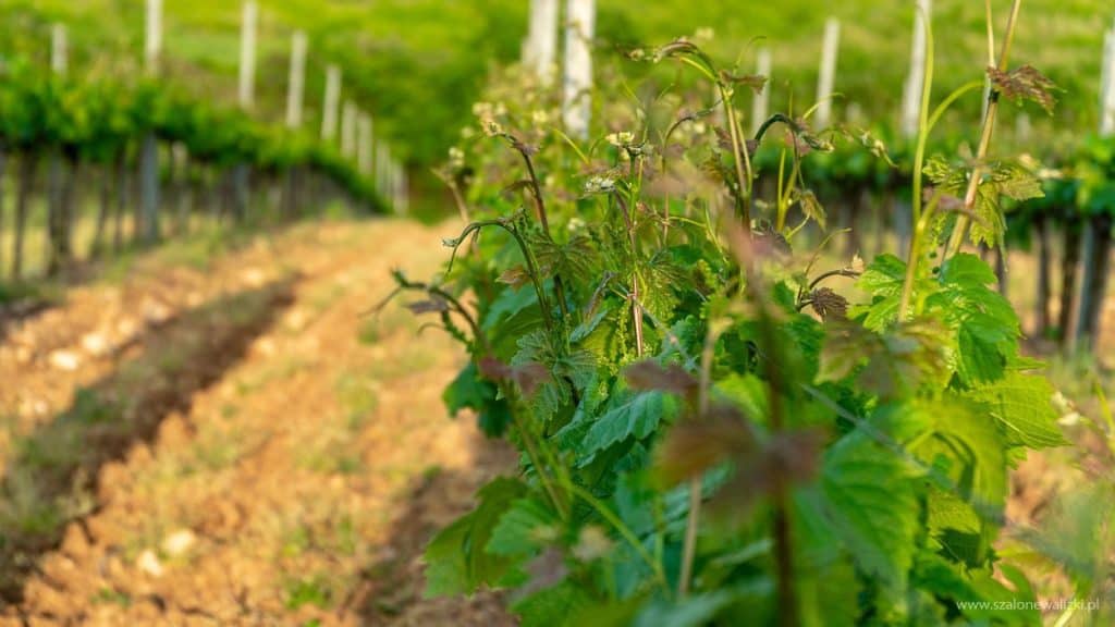 winnica szedmak borhaz