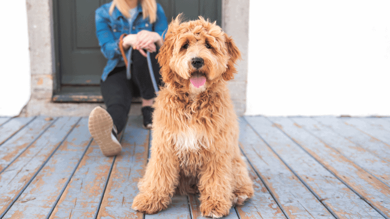 Puppy training packages graphic