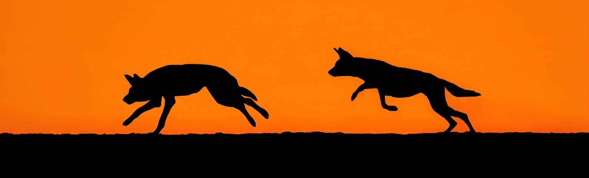 African-Wild-Dog-Sunset-Play-testimonials Working with Wildlife testimonials and reviews