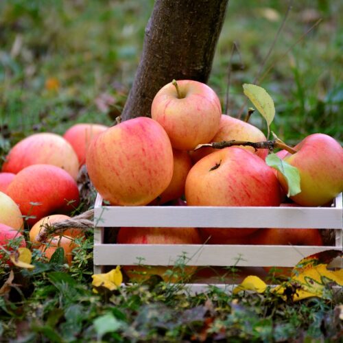 Food for Biodiversity – Artenschutz entlang der Lieferkette