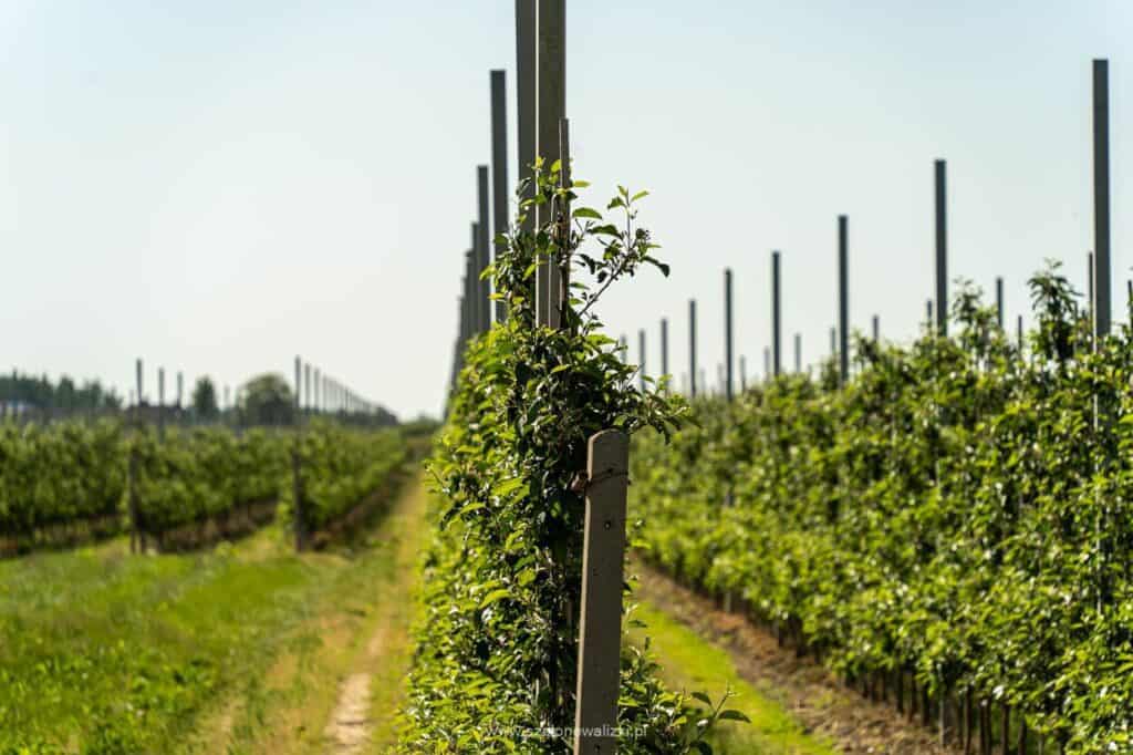 wiejskie klimaty mazowsza