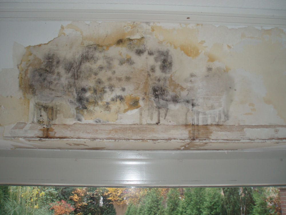 schimmelentferner rollladenkasten