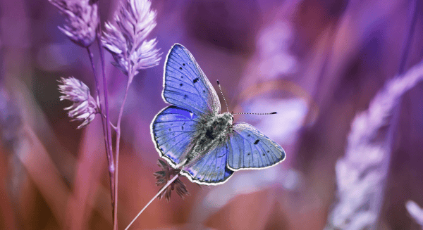 purple butterfly twin loss international council of multiple birth organisations icombo