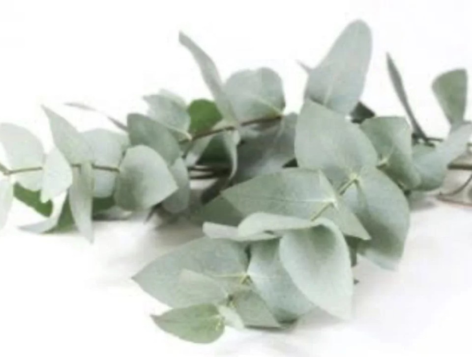 Welcome to Virgo Season 15 Kjahli