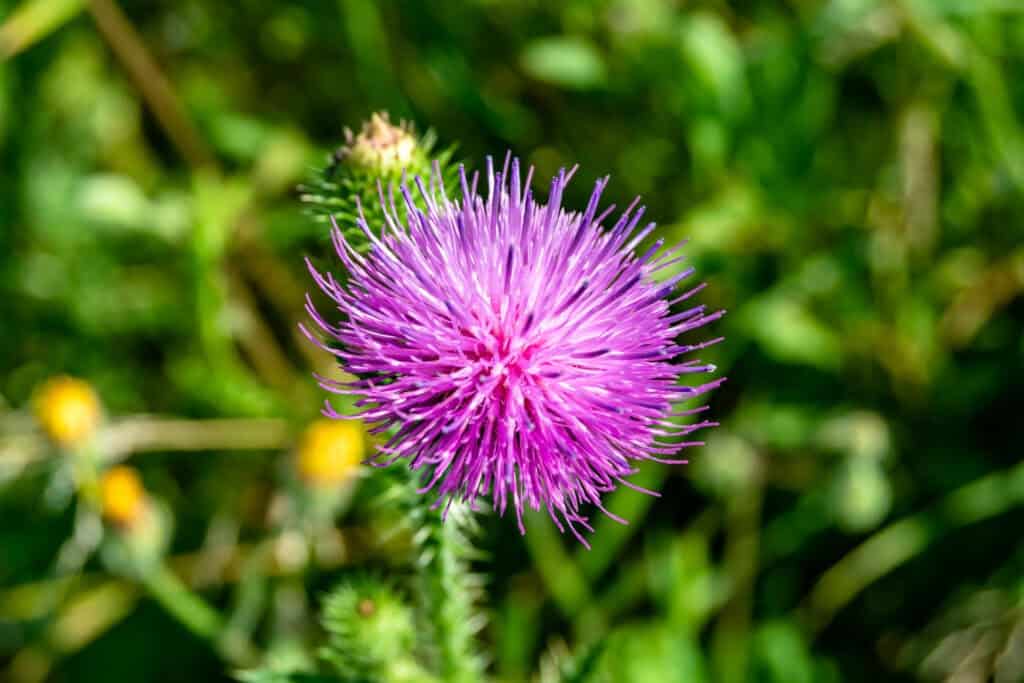 Thistle Flower for St. Andrews Day Thistle Flower for St. Andrew's Day