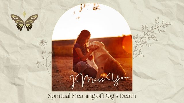 SPIRITUAL MEANING OF DOG DEATH: WHAT YOUR PET’S PASSING IS REALLY TRYING TO TELL YOU 4 deeply personal