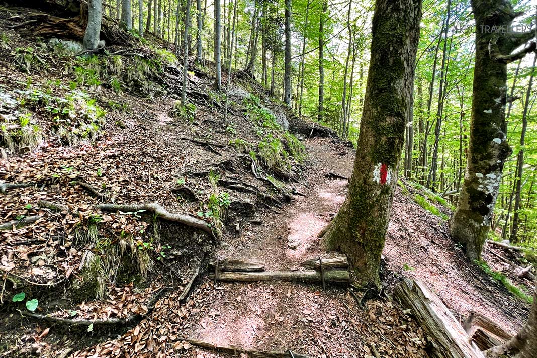 Markierter Waldweg hinauf zum Jochberg