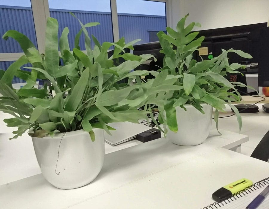 Pflanzen filtern Schadstoffe aus der Luft