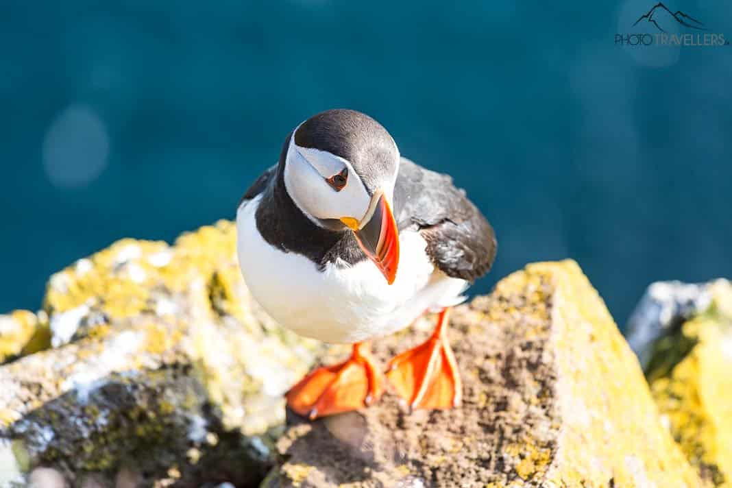 Ein Papageitaucher am Kap Bjargtangar in Island