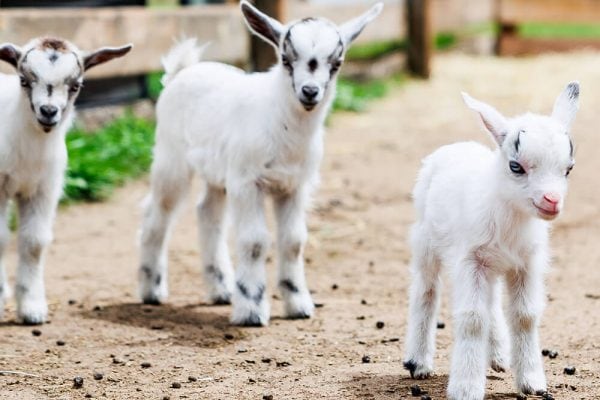 Goatery – Meet the Baby Goats at Kustermans Baby goats being petted by visitors at the Kustermans farm goatery