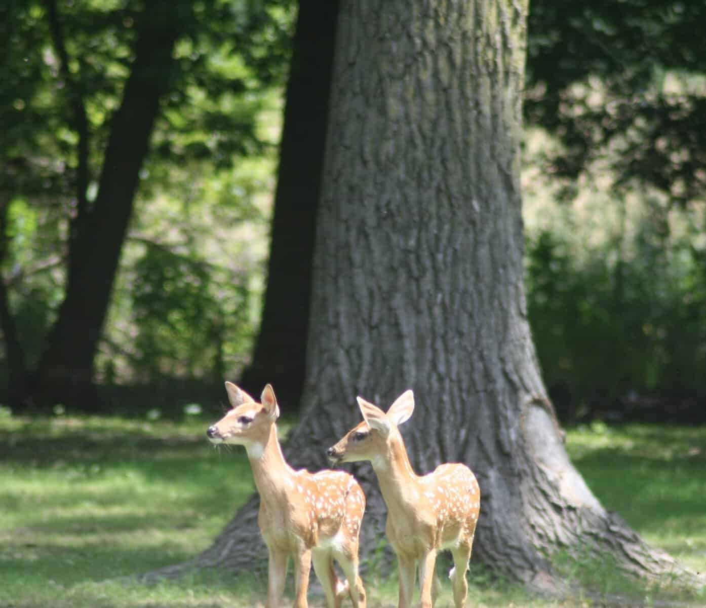 two baby fawns looking for food
