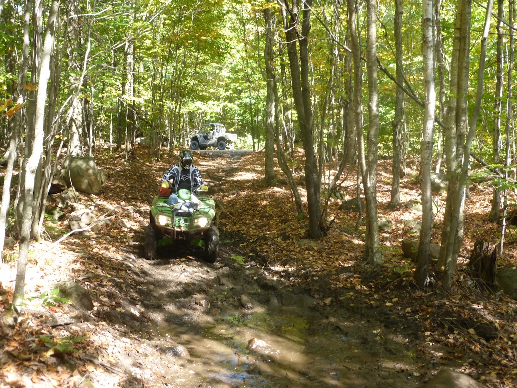 Forest_Picture