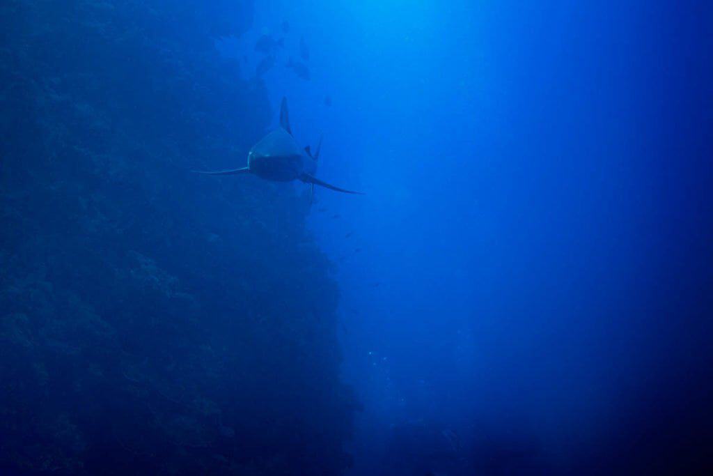 nurkowanie na palau filmowa relacja