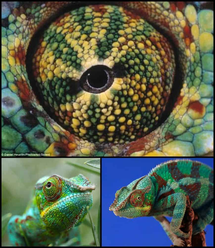 ochi de cameleon gokid