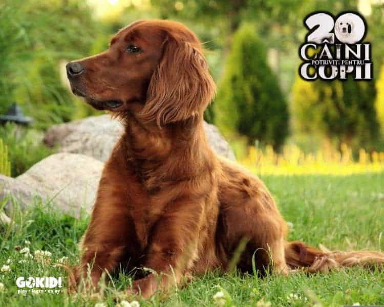 Setter irlandez caini pentru familii cu copii