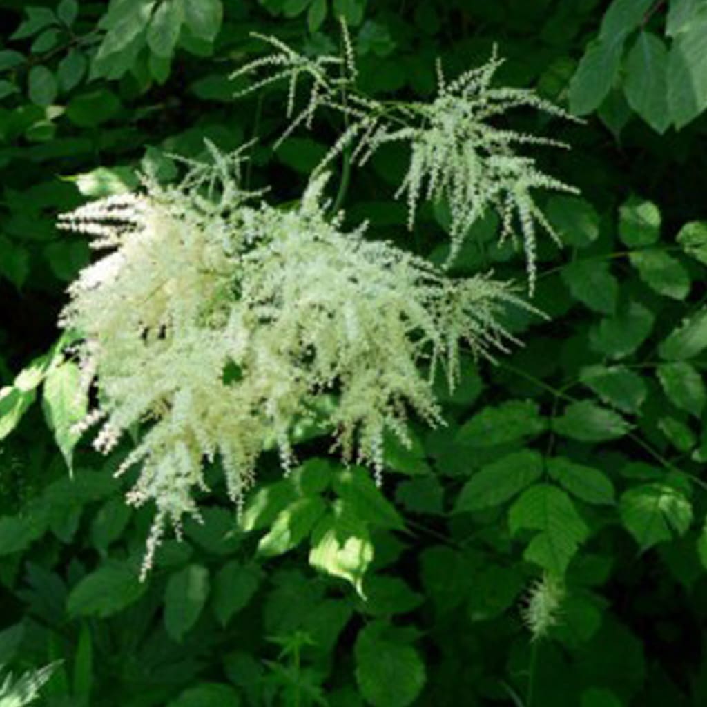 Aruncus dioicus / Wald-Geißbart