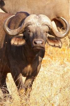 Central African Republic (CAR), an African Country