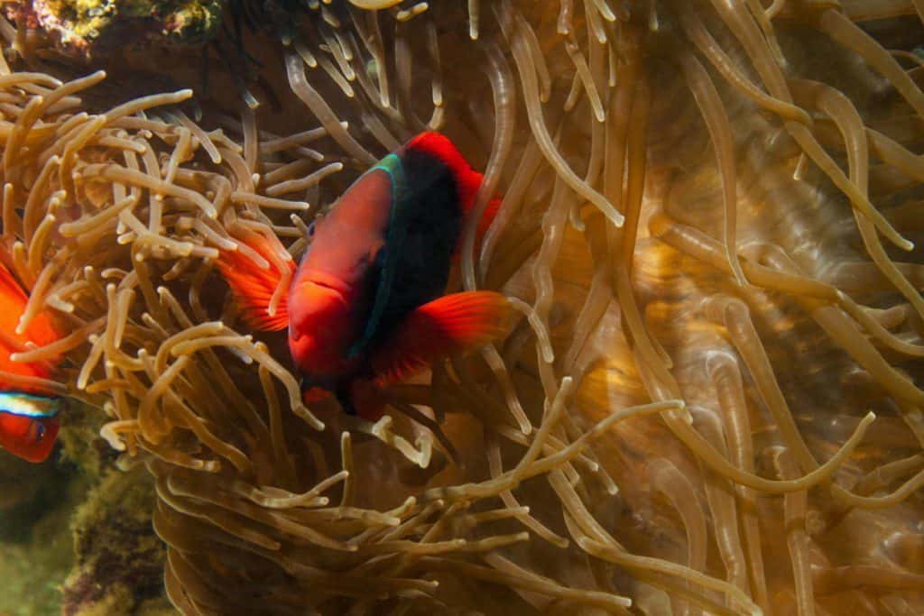 nurkowanie na filipinach