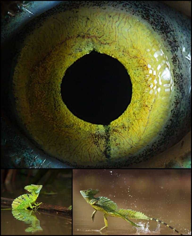 ochi de soparla de apa Basiliscus gokid