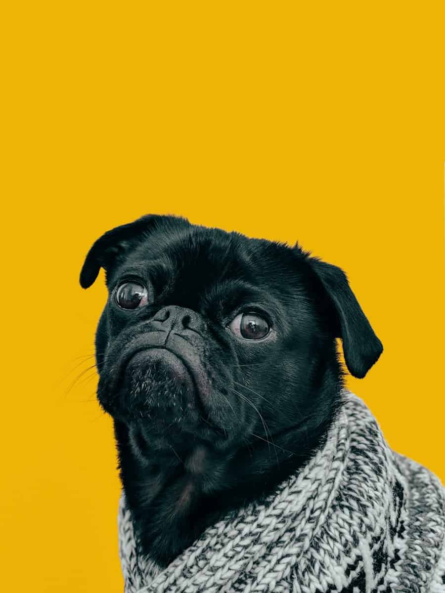 Kadence Gallery Block Guide for Beginners 12 black pug with gray knit scarf
