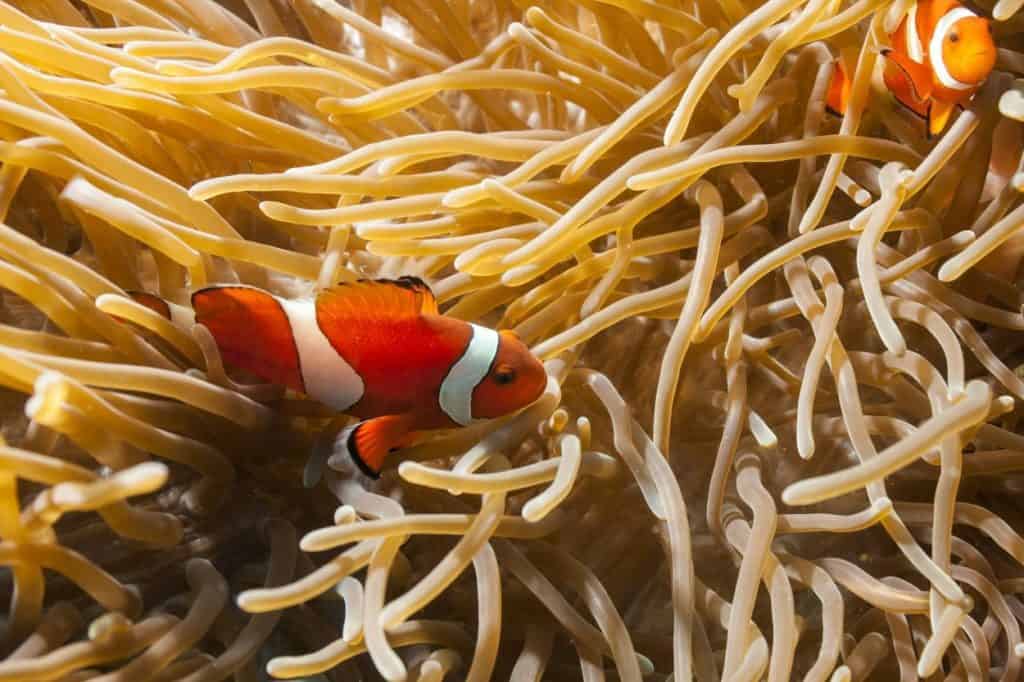 Nurkowanie Filipiny Balicasag rekiny film